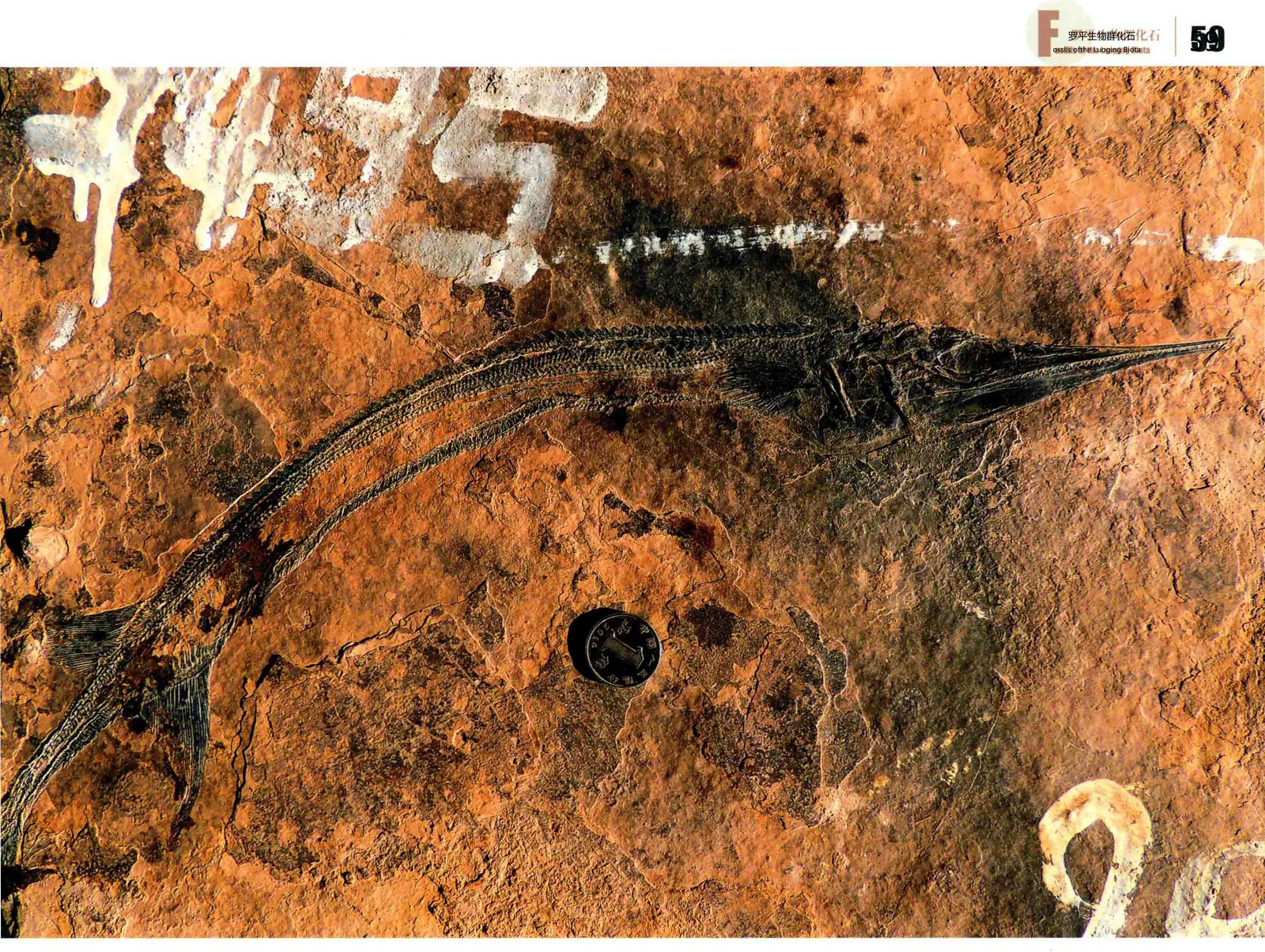 Sinosaurichthys longipectoralis, a Triassic marine reptile fossil from Luoping.