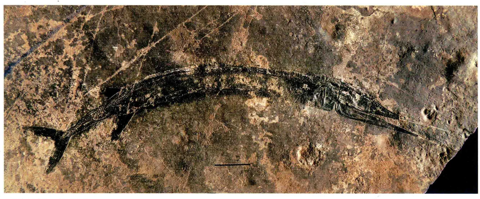 Sinosaurichthys minuta, a Triassic marine reptile fossil from Luoping.