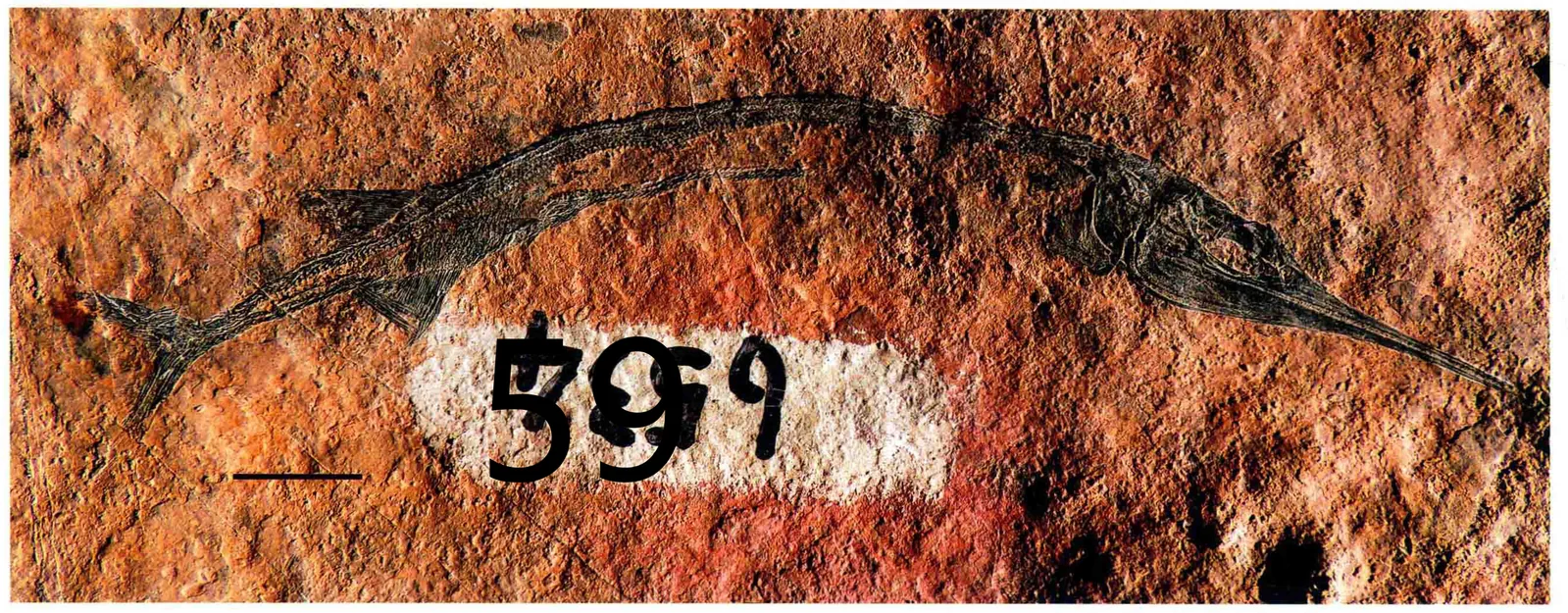 Sinosaurichthys minuta, a Triassic marine reptile fossil from Luoping.
