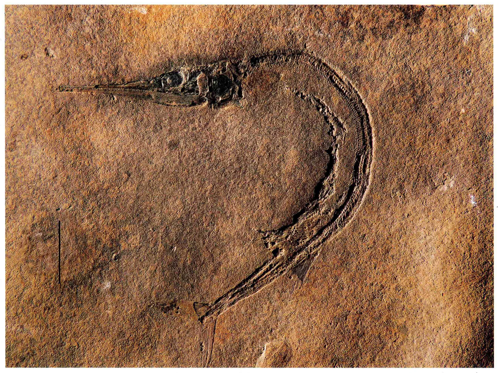 Sinosaurichthys minuta, a Triassic marine reptile fossil from Luoping.