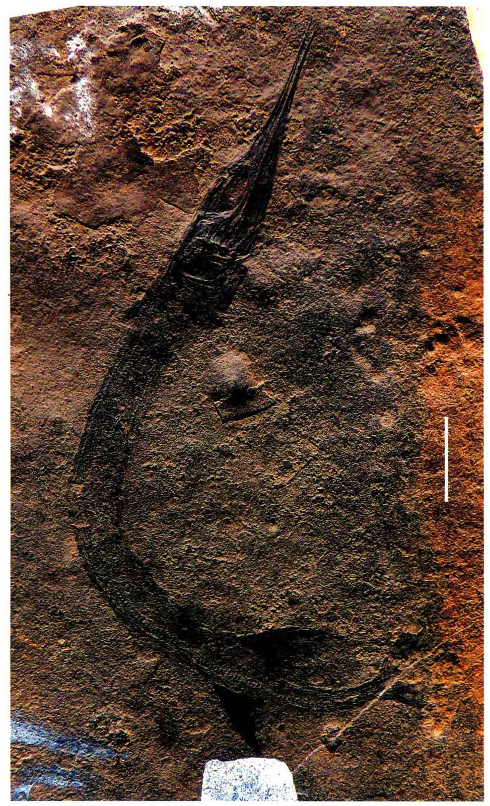 Sinosaurichthys minuta, a Triassic marine reptile fossil from Luoping.