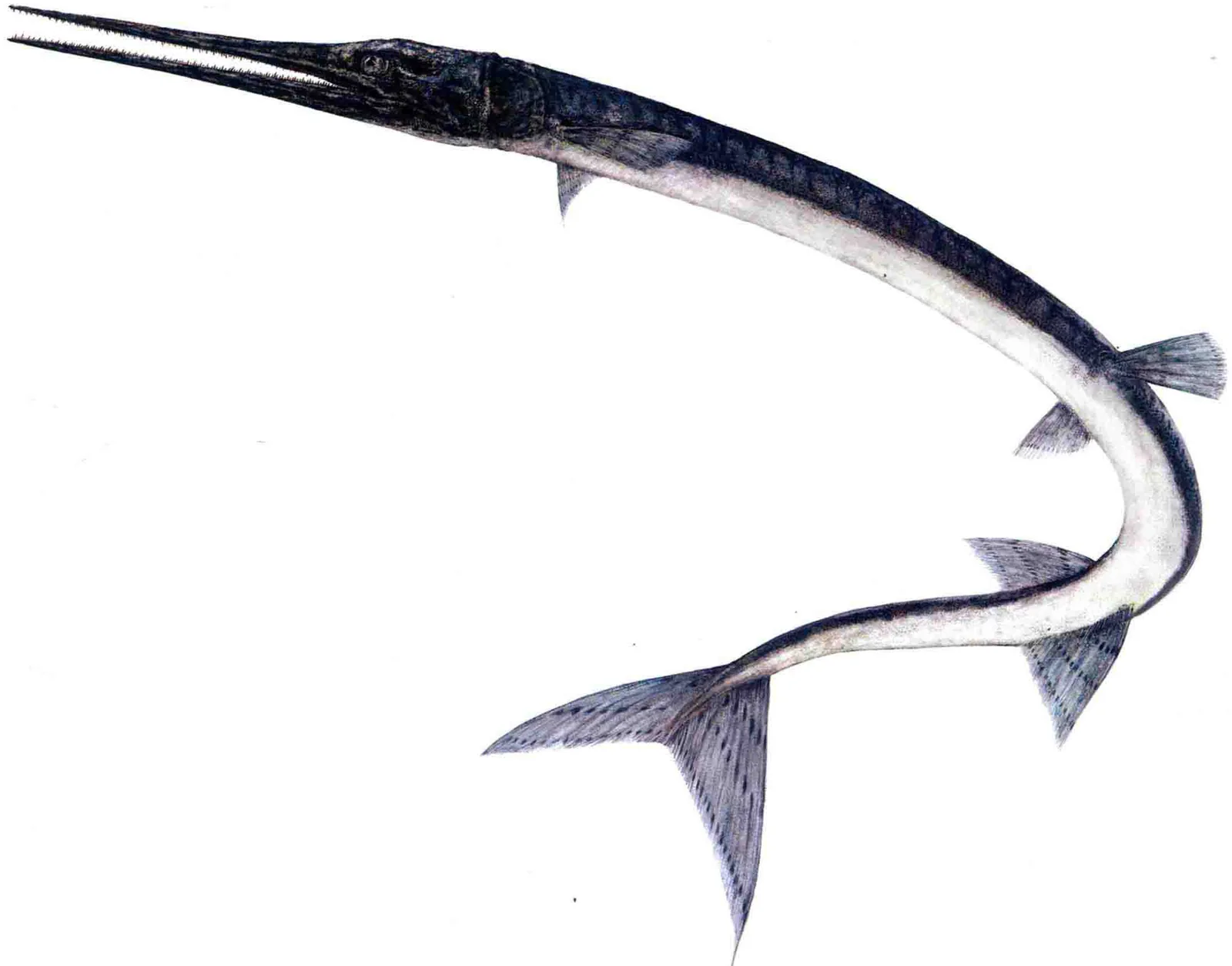 Sinosaurichthys minuta, a Triassic marine reptile fossil from Luoping.