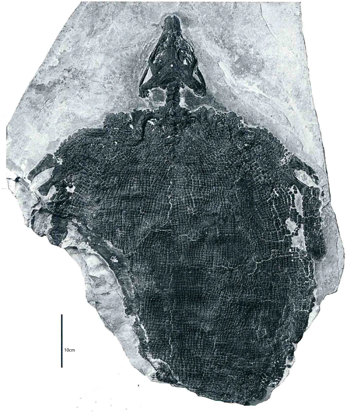 Sinosaurosphargis yunguiensis, a Triassic marine reptile fossil from Luoping.