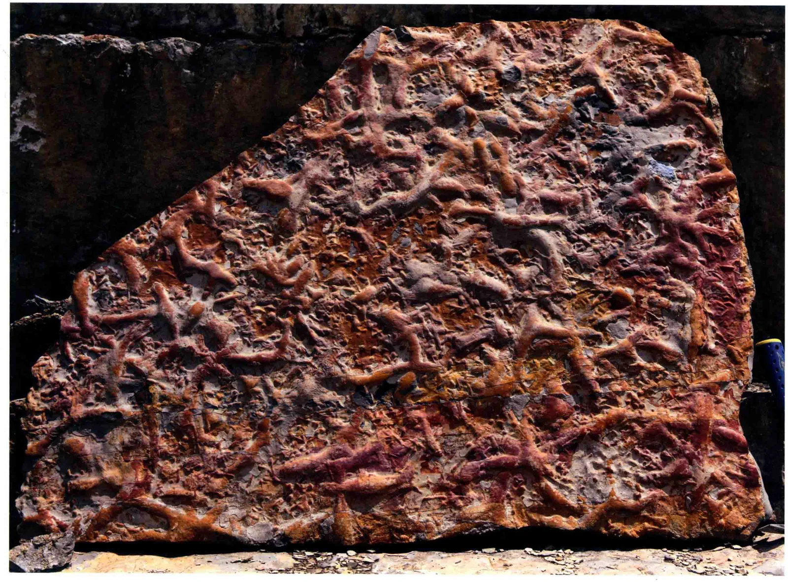 Thalassinoides callianassa, a Triassic marine reptile fossil from Luoping.