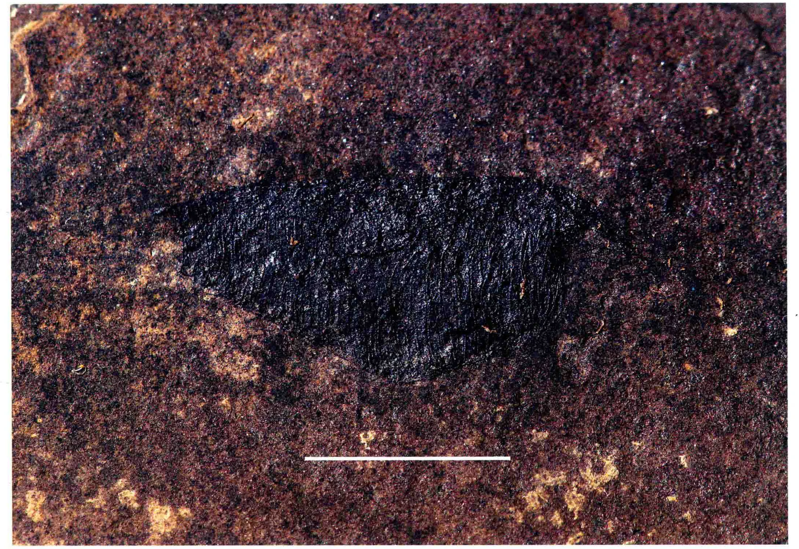 Thylacocephala sp., a Triassic marine reptile fossil from Luoping.