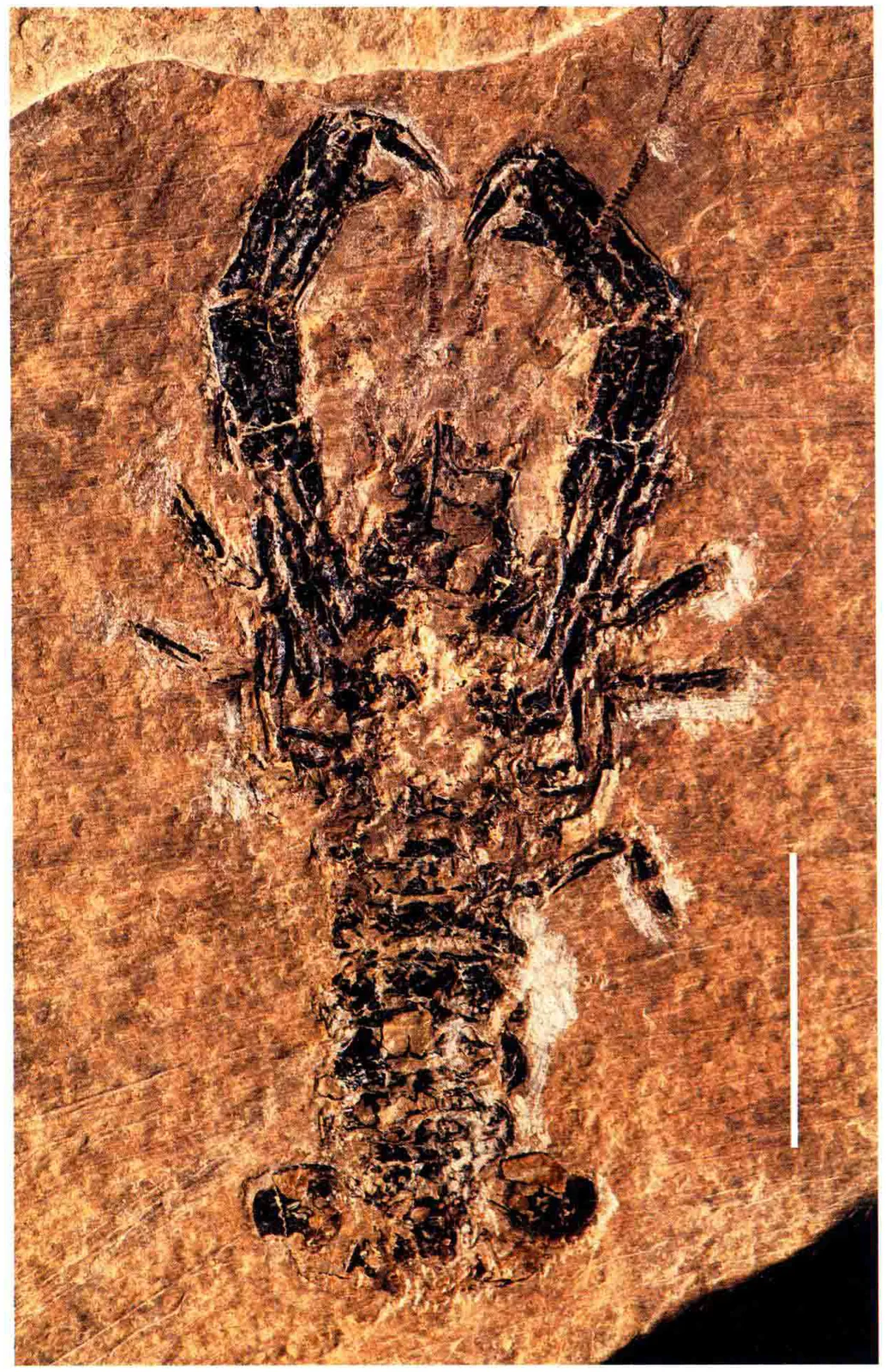 Trichopeltarion sinense, a Triassic marine reptile fossil from Luoping.