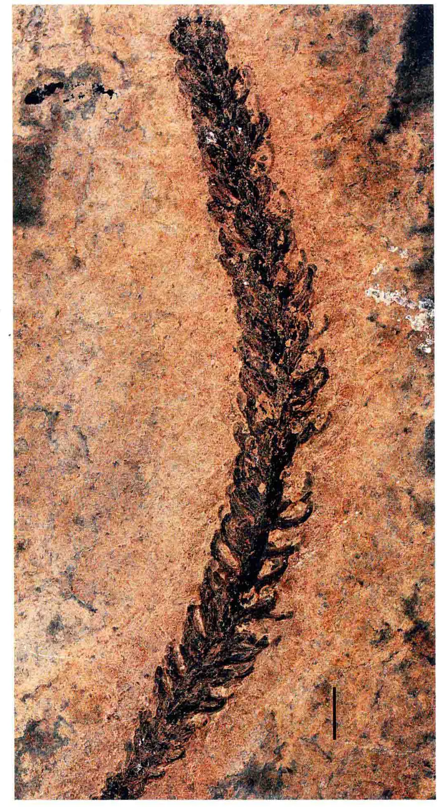 Voltzia sp., a Triassic marine reptile fossil from Luoping.