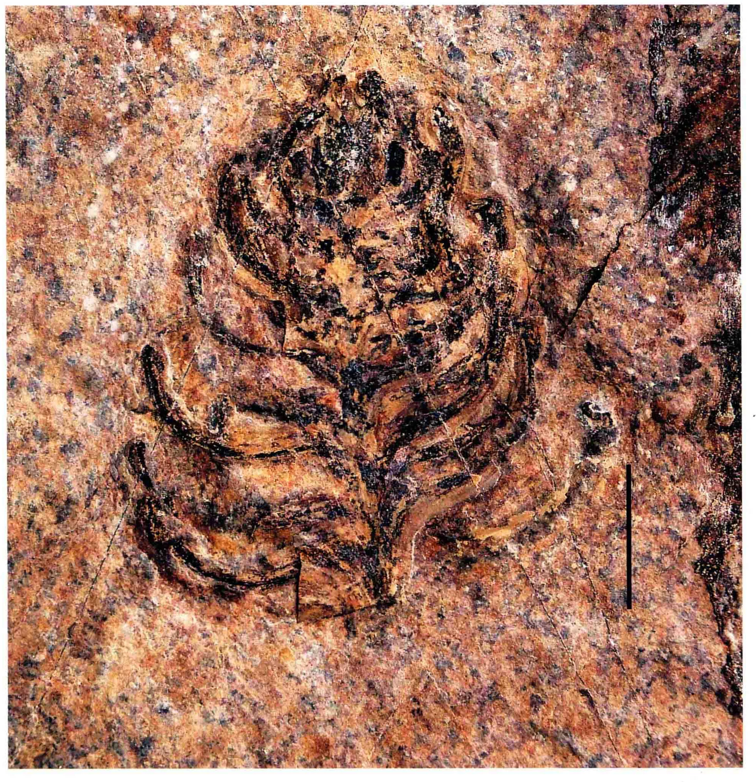Voltzia sp., a Triassic marine reptile fossil from Luoping.