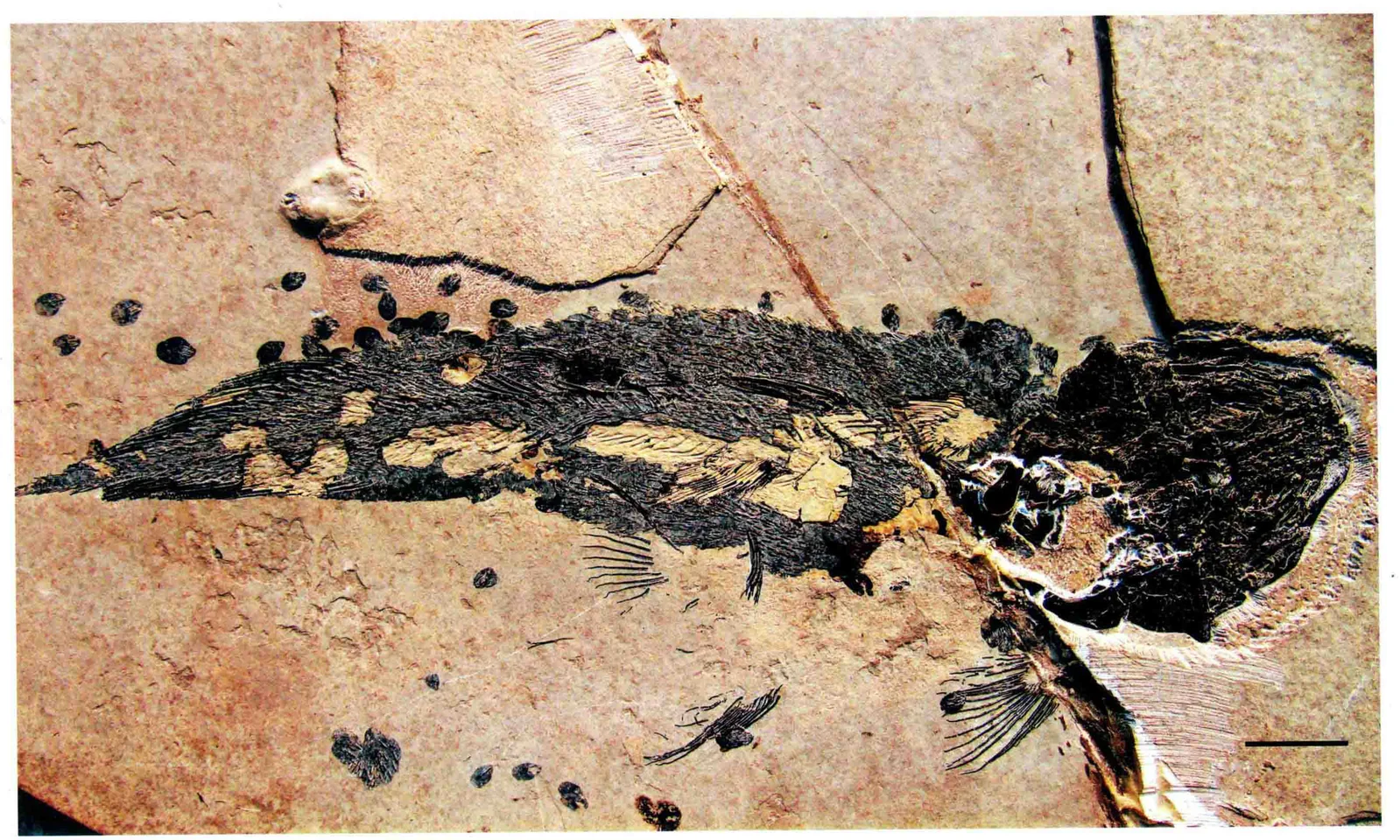 Yunnancoelacanthus acrotuberculatus, a Triassic marine reptile fossil from Luoping.