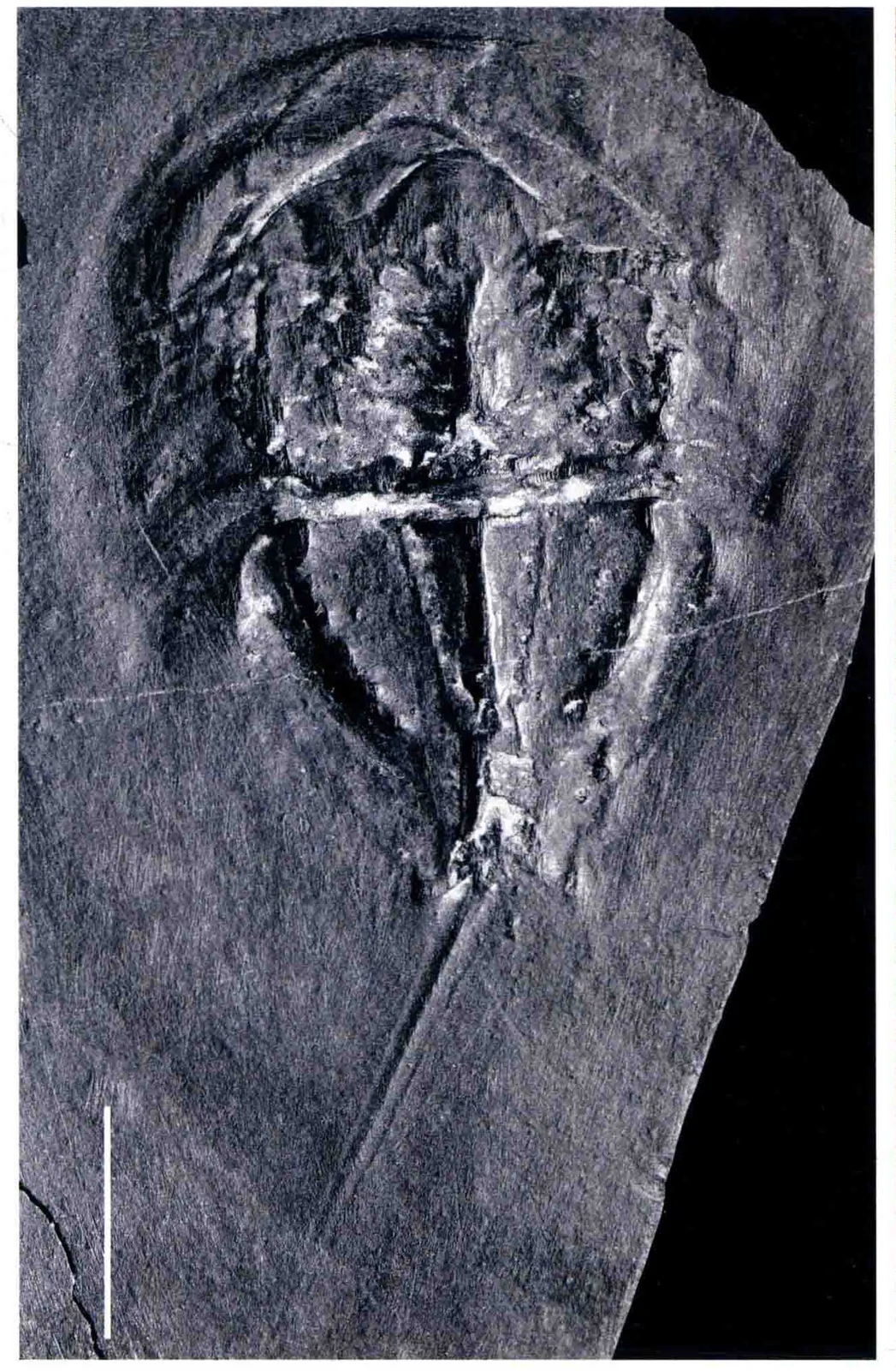 Yunnanolimulus luopingensis, a Triassic marine reptile fossil from Luoping.