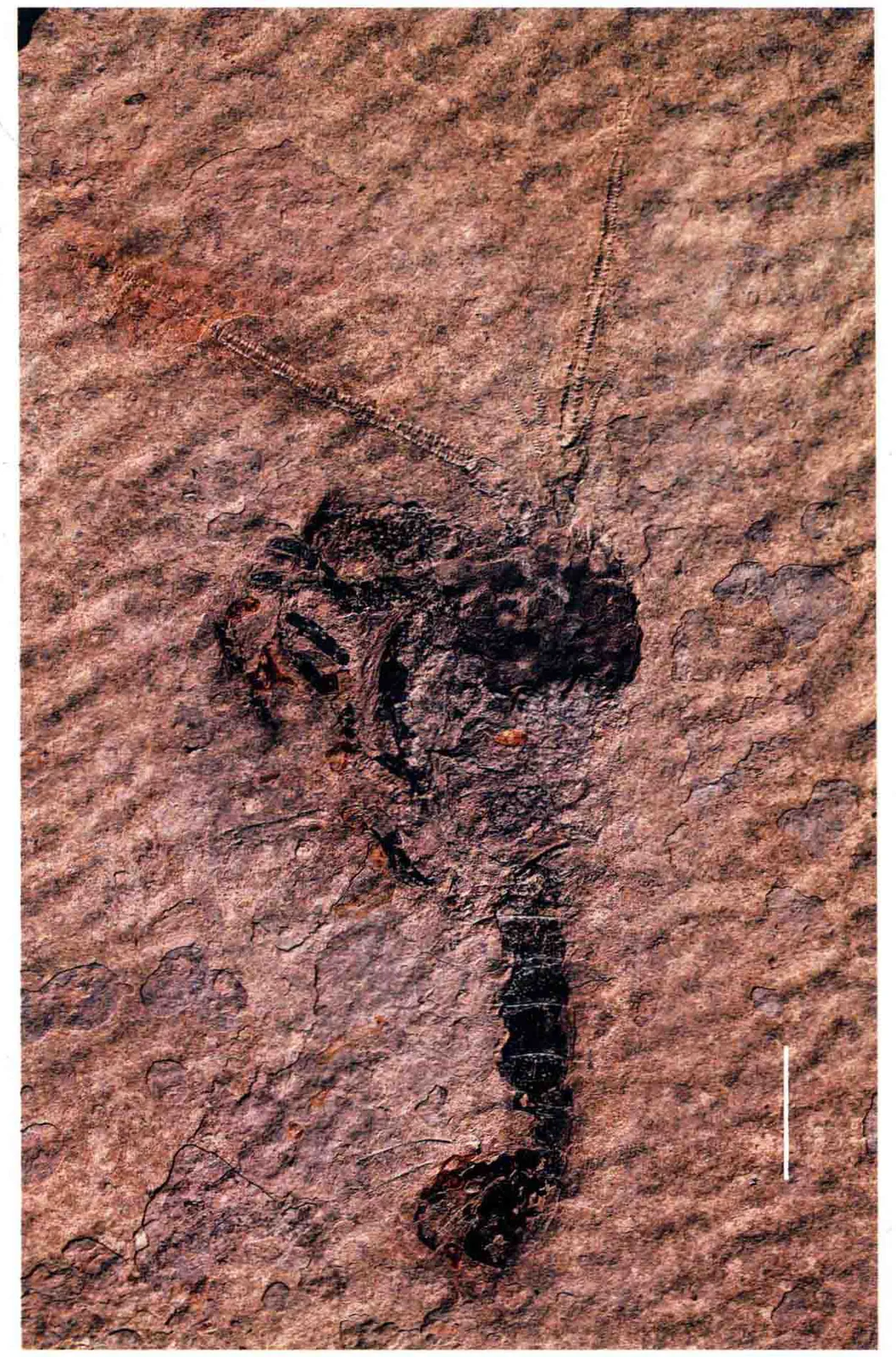 Yunnanopalinura schrami, a Triassic marine reptile fossil from Luoping.