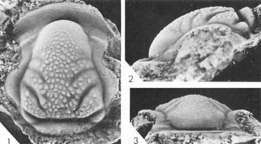Aayemenaytcheia paragranulata