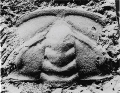 Abadiella huoi