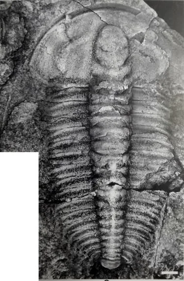 Abadiella huoi — photo 4
