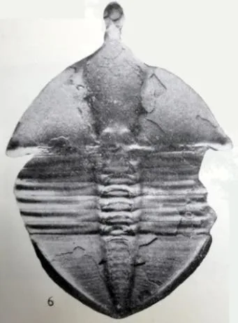 Abulbaspis ordosensis