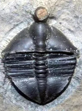 Abulbaspis ordosensis — photo 3