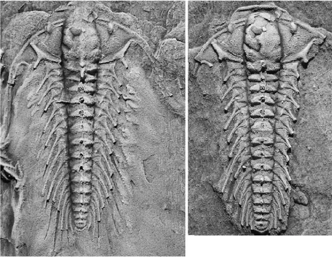 Aciculolenus askewi