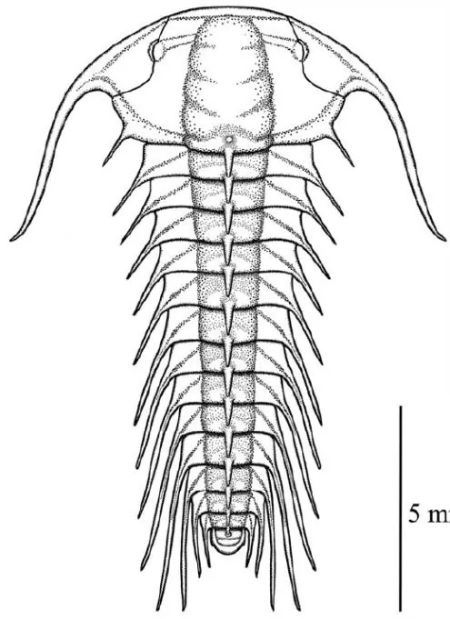 Aciculolenus askewi — photo 2