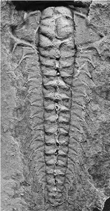 Aciculolenus askewi — photo 3