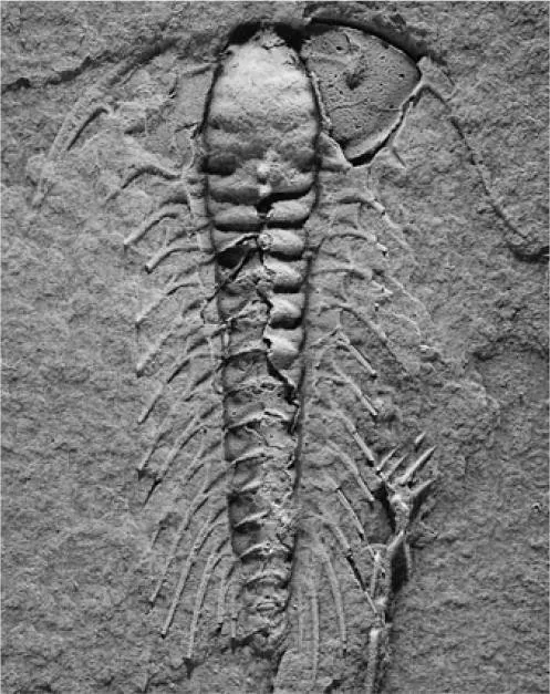 Aciculolenus askewi — photo 4