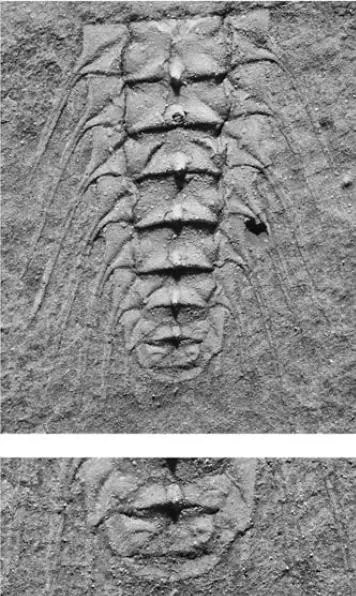 Aciculolenus askewi — photo 5