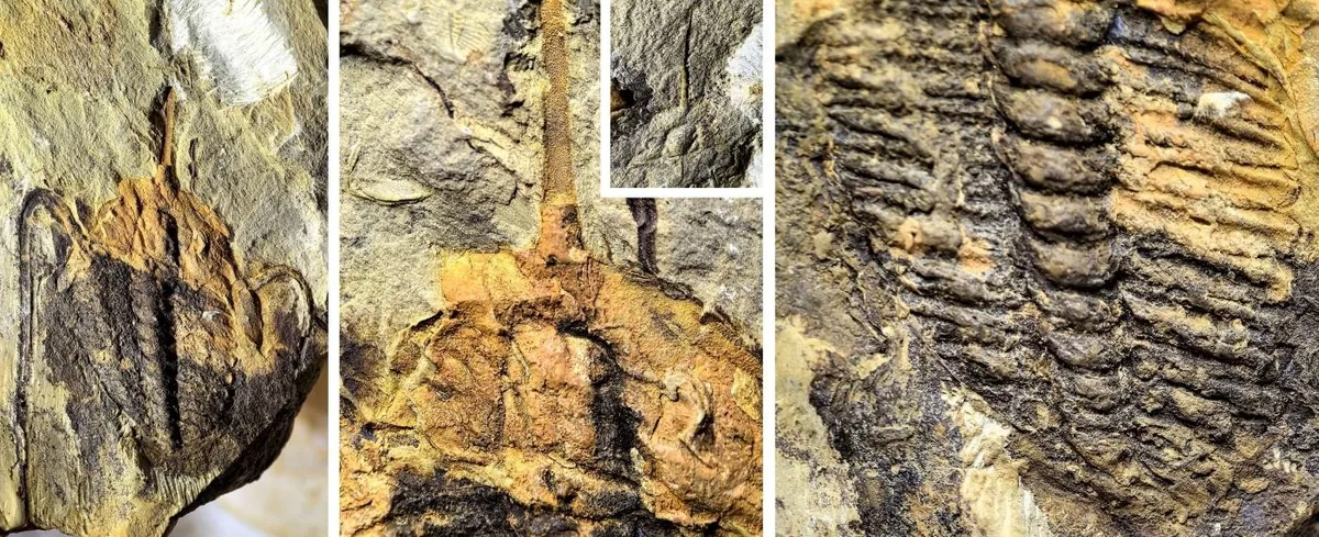 Acrocephalina sp.