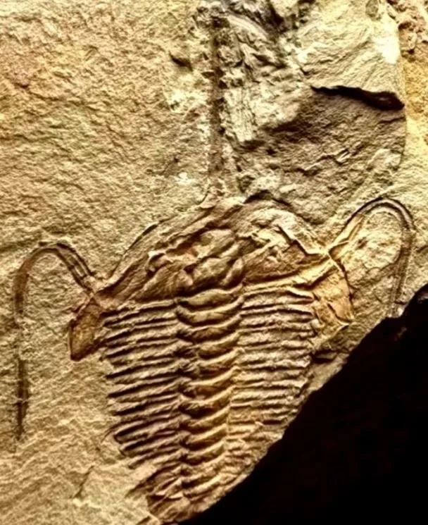 Acrocephalina sp. — photo 3