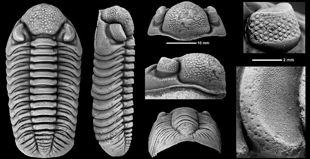 Adrisiops weugi