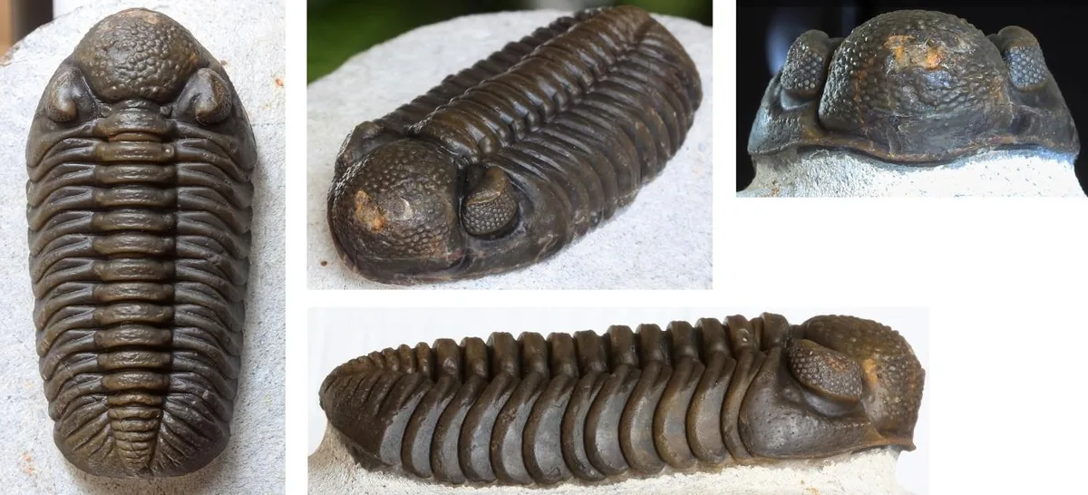 Adrisiops weugi — photo 2