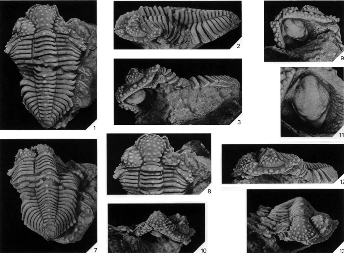 Aegrotocatellus jaggeri