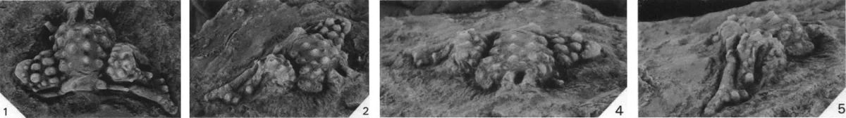 Aegrotocatellus nankerphelgeorum