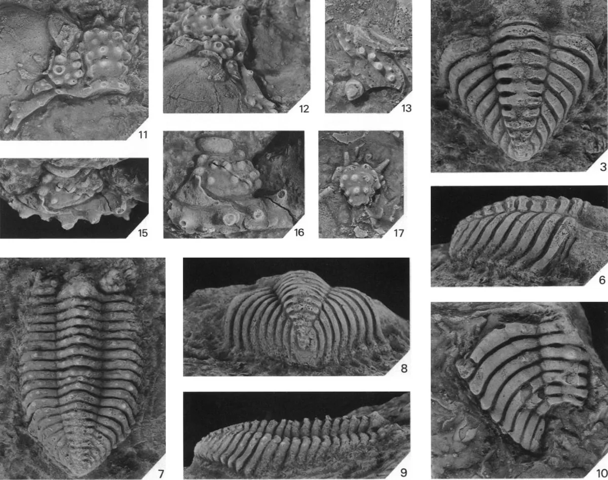 Aegrotocatellus nankerphelgeorum — photo 2