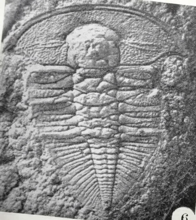 Aethedionide fusiformis
