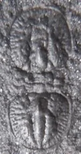 Agnostotes orientalis — photo 7