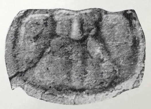 Agnostotes tianshanicus