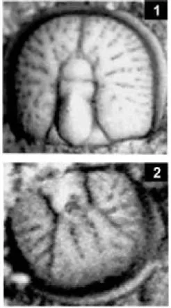 Agnostotes tianshanicus — photo 3