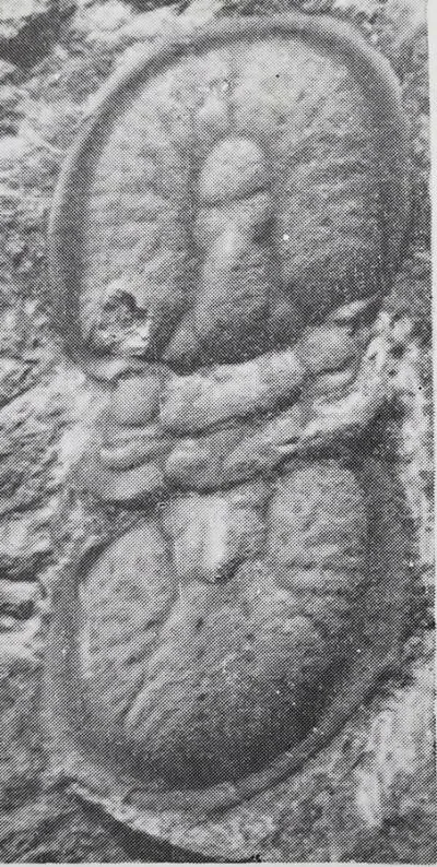 Agnostotes tianshanicus — photo 4