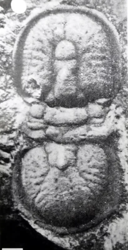Agnostotes tianshanicus — photo 5