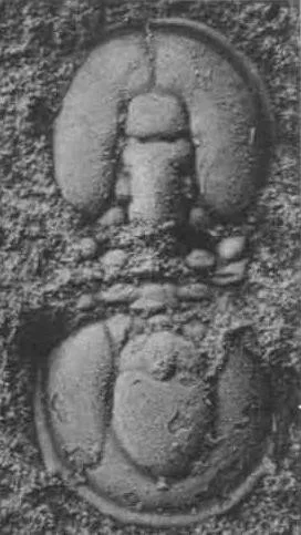 Agnostus inexpectans — photo 3