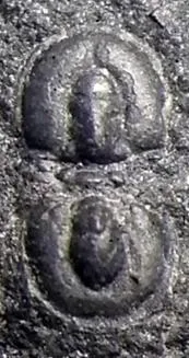 Agnostus inexpectans — photo 6