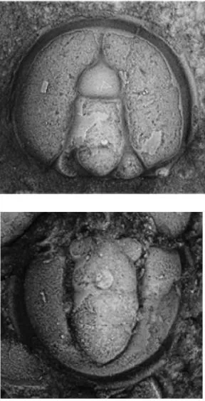 Agnostus pisiformis