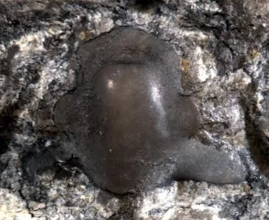 Ajacicrepida ajax