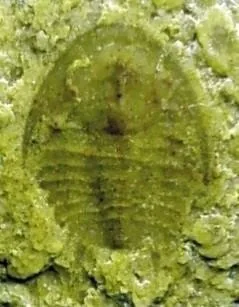 Ajacicrepida ajax — photo 3