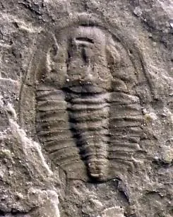 Ajacicrepida ajax — photo 4