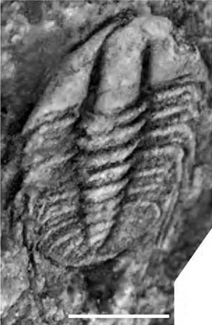 Akoldinioidia dydimacantha