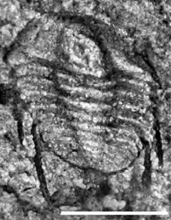 Akoldinioidia dydimacantha — photo 2