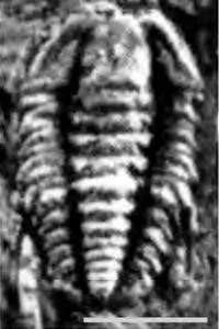 Akoldinioidia hewenensis