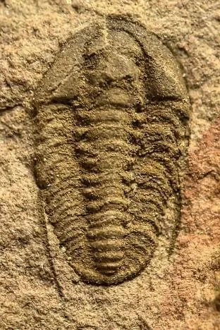 Akoldinioidia hewenensis — photo 3