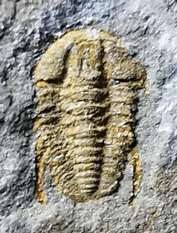 Akoldinioidia hewenensis — photo 4