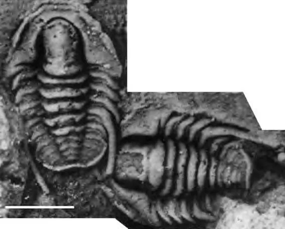Akoldinioidia shanjiangensis